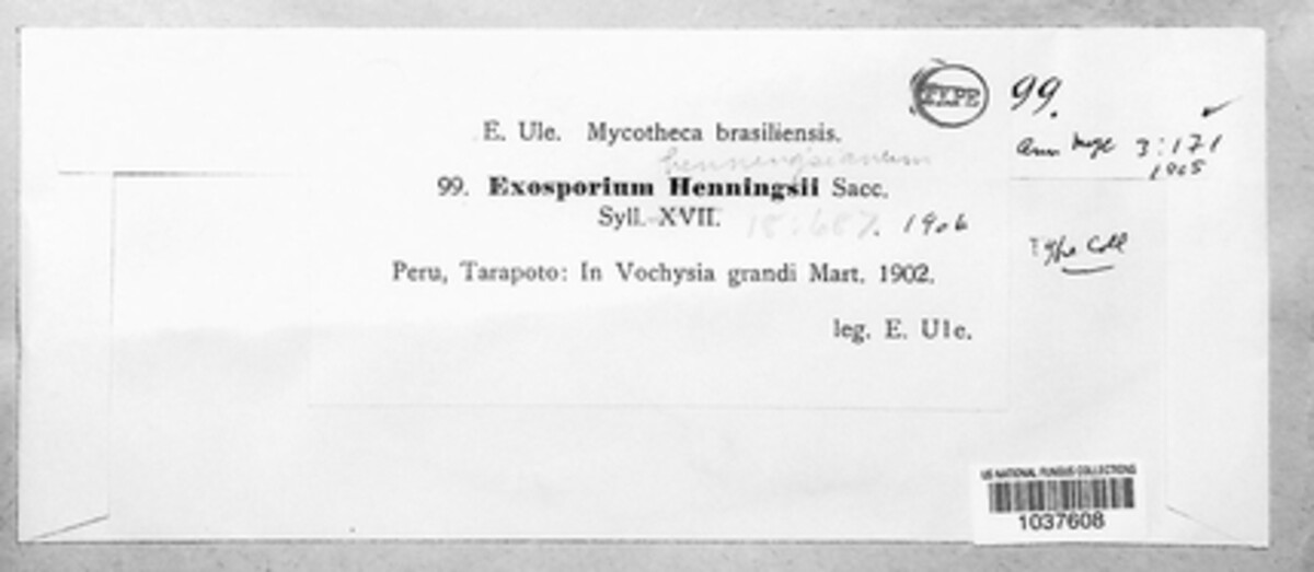 Exosporium henningsianum image